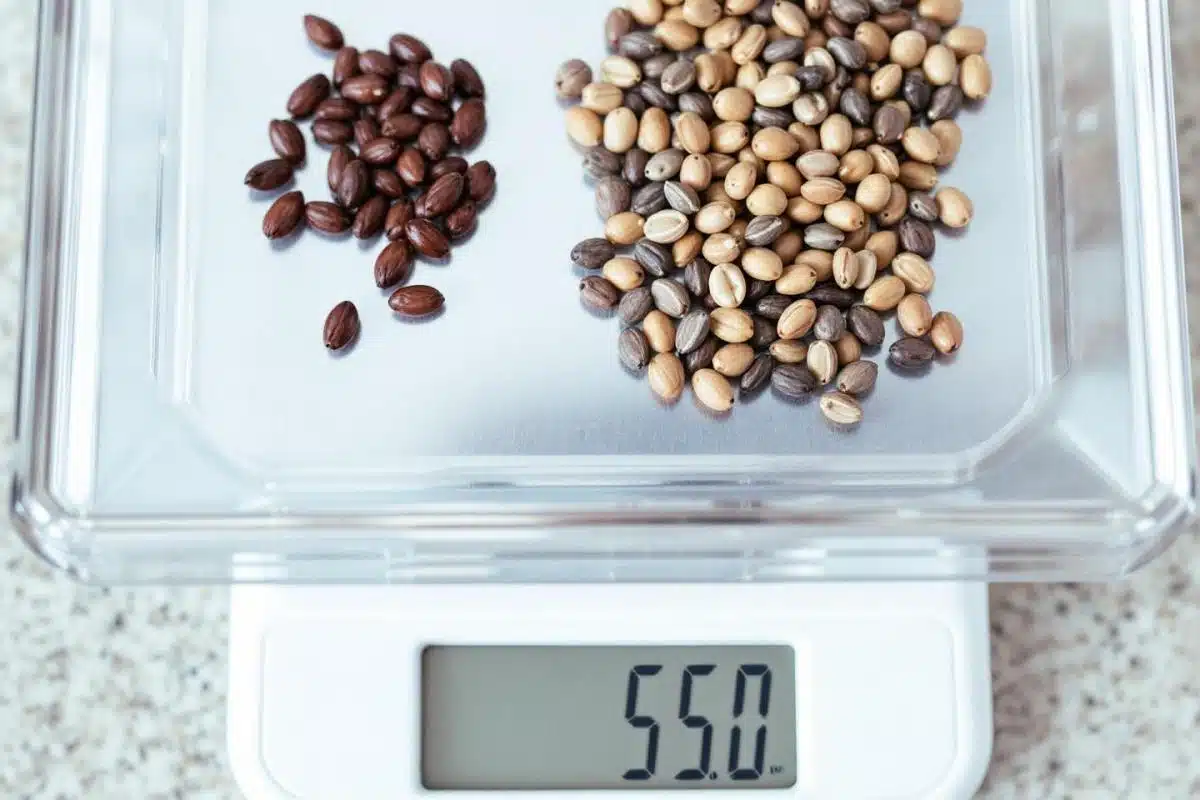 quelle quantité de graines par jour pour maigrir ?