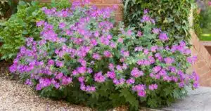 cette fleur élue « plante du siècle » pour sa beauté est à planter en novembre et elle ne nécessite aucun entretien